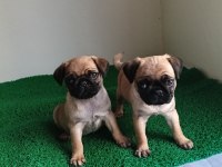 Pink Taşıyıcı Pug