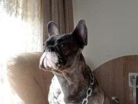 Farklı bir aurada French Bulldog