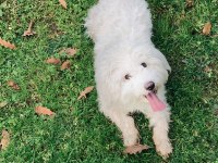 Terrier 1 yaşında eğitimli