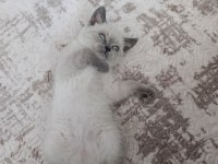 Güzel scottish fold bebeklerimiz sahiplenilmeye hazır