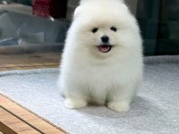 SAĞLIK VE IRK GARANTİLİ POMERANIAN KÖPEĞİ