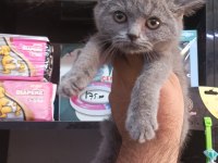 British shorthair yavru 2 aylık