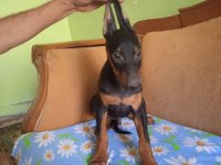 Mükemmel kalitede doberman