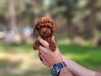 KORE DİŞİ TOY POODLE YAVRUMUZ