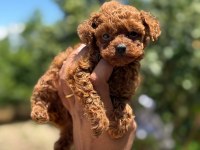 Teacup Kore Poodle Bebekler Aşılı Eğitimli