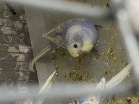 35 GÜNLÜK BEBEK MUHABBET KUŞLARI