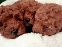 2 aylık dişi ve erkek toy poodle
