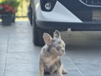French bulldog erkek yavrumuz
