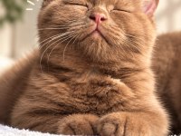 British Shorthair Cinnamon ve Chocolate Yavrular