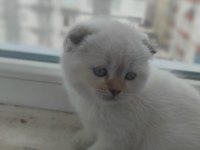 A kalite scottish fold yavrularımız