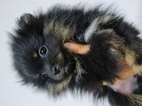 Pomeranian yetişkin ve bebekler sahiplendirilecektir