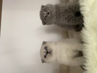 Özel ayı surat yavrularım safkan orjinal scottish fold