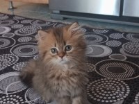 Safkan british shorthair yavruları