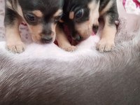 Orjinal pinscher yavruları
