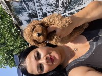 Ufacık sağlık ve ırk garantili toy poodle yavrularım