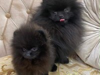 Siyah pomeranian boo dişi mini