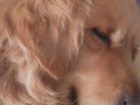Golden Retriever 4 Yaşında