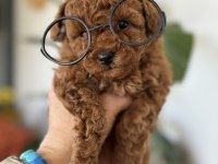 Kore toy poodle