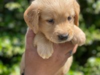 AİLE KÖPEĞİ GOLDEN RETREİWER