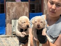 Labrador yavrusu köpekler