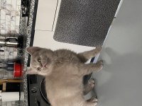 2 aylık british shorthair lilac rengi