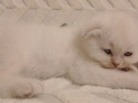 Scottish fold güzellikler teslime hazır