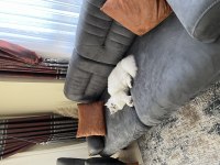 Dişi british longhair kedime eş arıyorum