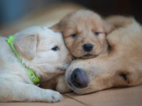 Baby face golden retriever bebekler