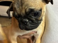 Irk Ve Sağlık Garantili Pug