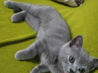 70 günlük british shorthair dişi yavru