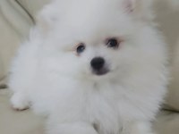 POMERANİAN BOO BEBEKLER