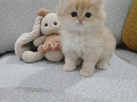 Golden british longhair erkek safkan yavrum