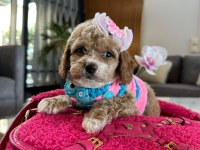 Çok uygun toy poodle acil ilk gelen alır