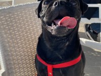 SAF ORJİNAL PUG