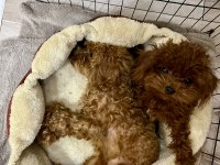 Teacup Poodle 1.5 Kg 7 Aylık Erkek Aşıları Tam