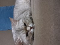 Uygun british shorthair 13 aylık
