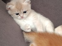 Ucretli british yavru kedi