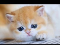 SAFKAN SHOW KALİTE GOLDEN VE BLUE YAVRU KEDİMİZ