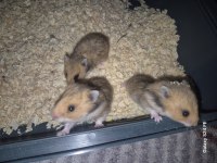 4 Haftalık Suriye Yavru Hamsterlar