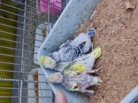 Üretimhaneden muhabbet kuşu yavruları