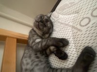 British Shorthair Black Smoke Yuva Arıyor