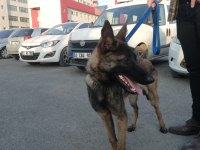 Belçika kurdu damızlık