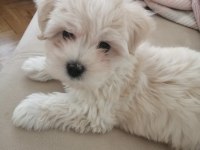 Bugüne özel tatlı maltipoo yavrumuz