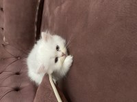 2 aylık chinchilla oğlum