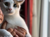ÜLKE DIŞINA ÇIKACAĞIM İÇİN KEDİMİ SAHİPLENDİRMEK