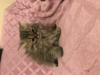 British longhair bebeğim yeni yuvası için hazır