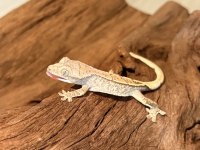 CRESTED GECKOLAR