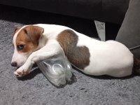 Linda isimli köpeğimiz