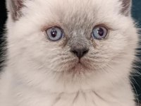 BRİTİSH SHORTHAİR BLUE POİNT ERKEK YAVRUMUZ
