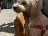 Çiftleştirme maltipoo